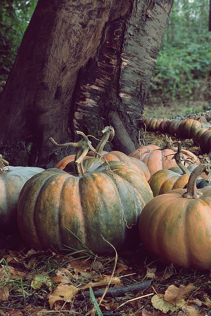 pumpkin, vegetables, harvest