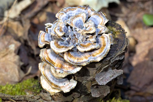 Detailed close-up of a Turkey Tail mushroom growing on a woodland log.