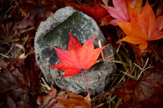 Bright red and orange maple leaves on a tree stump evoke the essence of autumn.