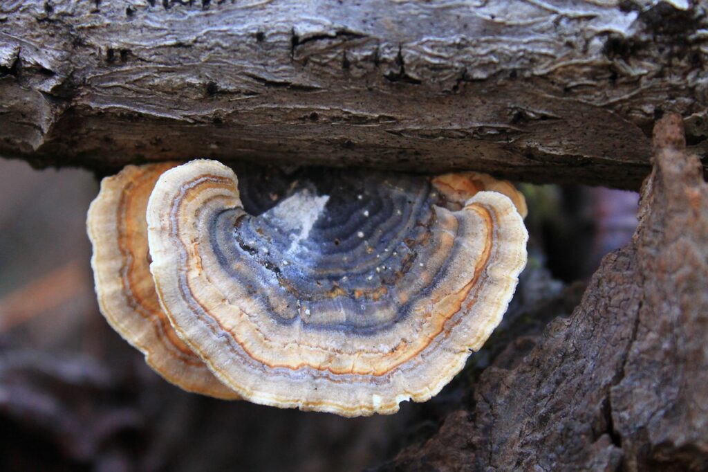 fungus, nature, mushrooms