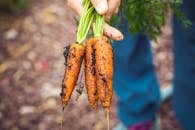 A hand holding freshly harvested organic carrots with soil in a garden setting.