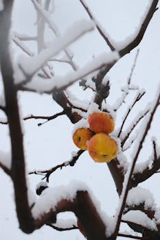 Red apples covered in snow on a leafless tree branch, capturing the essence of winter.